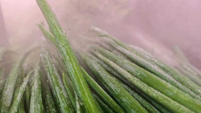 Green onion stalks lying on store counter inside humidification chamber.