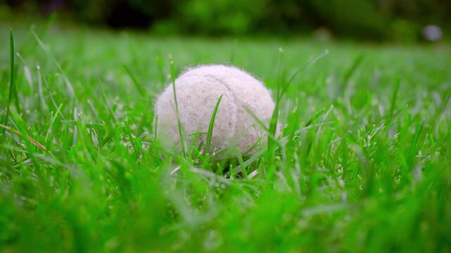 Tennis ball lying green grass close up. Fuzzy dog toy backyard lawn handheld.