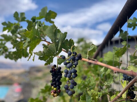 Ripe Wine Grapes Growing on a Vineyard Trellis in Washington State
