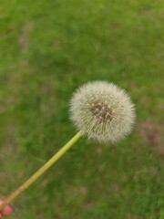 dandelion seed head © Elaine