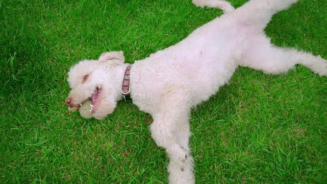 Pet lying back green grass holding ball mouth. Lazy poodle stretching legs lawn.