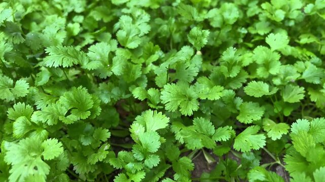 Top View Full Frame Shot of Fresh Green Coriander Leaves Patch