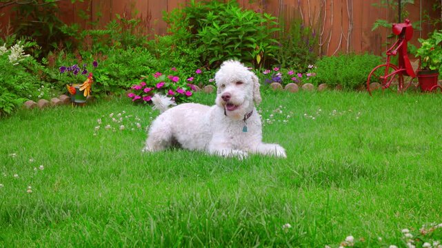 Pet lying green lawn home garden. White poodle panting resting summer backyard.
