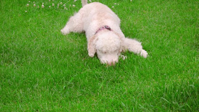 Dog chewing twig green grass. Playful poodle sniffing lawn wagging tail summer.