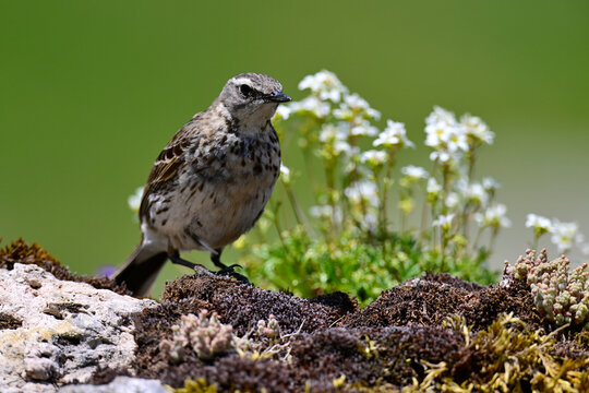 Water pipit // Bergpieper (Anthus spinoletta)