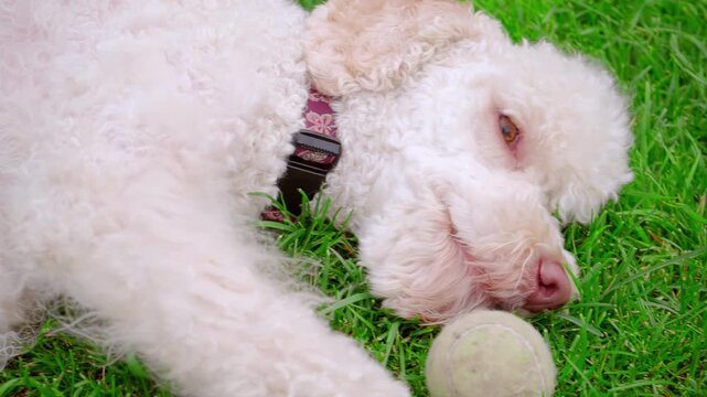 Curly dog biting tennis ball grass closeup. Poodle chewing toy lying lawn yard.
