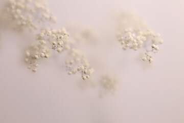 Fototapeta premium Smoke selected soft focus Gypsophila flower twig translucent matte frosted glass. Abstract natural blurred grain light fog background.