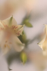 Fototapeta premium Smoke selected soft focus Alstroemerieae lily flower translucent matte frosted glass. Abstract natural neutral blurred grain light fog background.