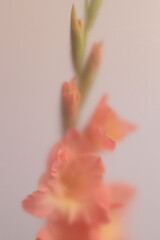 Fototapeta premium Smoke selected soft focus Gladiolus Flower translucent matte frosted glass. Abstract natural neutral blurred grain light fog background.
