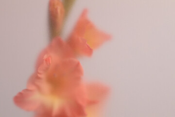 Naklejka premium Smoke selected soft focus Gladiolus Flower translucent matte frosted glass. Abstract natural neutral blurred grain light fog background.