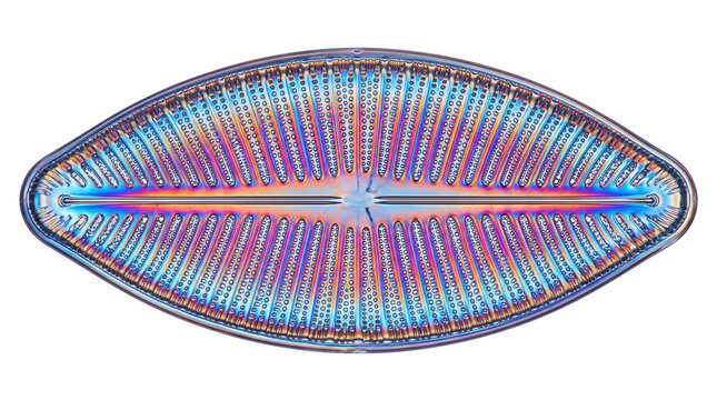 Microscopic diatom microorganism structure, colorful plankton cell under light microscope, scientific biology research concept isolated PNG with Transparent Background