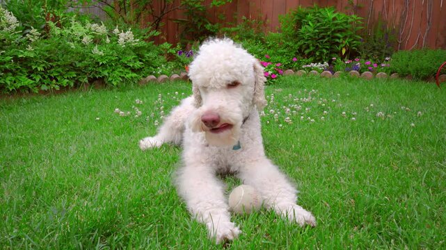 White poodle lying tennis ball lawn. Cute dog licking nose biting toy backyard.
