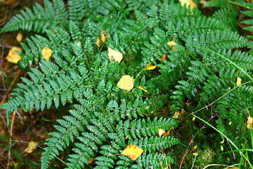 Lush fern foliage and fallen autumn leaves in Scottish forest © Gabriela