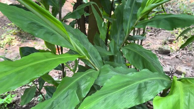 Close Up Shot of Vibrant Green Ginger Plant Foliage in Agricultural Field
