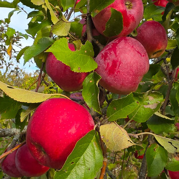 Fruit on apple tree branches.
A beautiful combination of colors in the garden.
