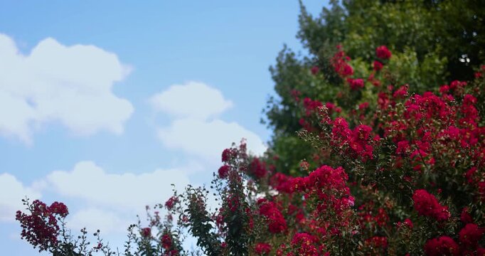 Vibrant Crape Myrtle Blossoms Framing Blue Summer Sky with White Clouds and Copy Space