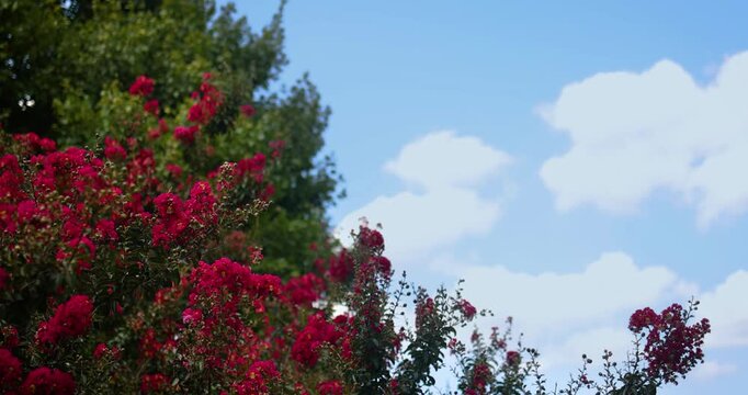 Vibrant Crape Myrtle Blossoms Framing Blue Summer Sky with White Clouds and Copy Space