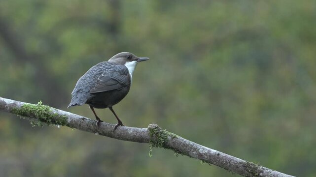 Dipper (Cinclus cinclus) in its natural mountain stream habitat in the Italian Alps
