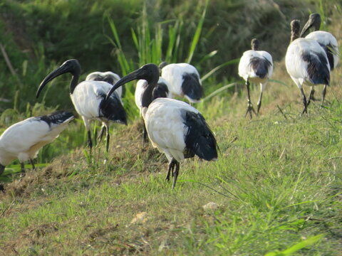 group of grey herons with one in the center