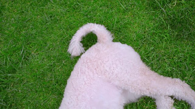 Tail close up white poodle resting grass. Camera pan dog body head tennis ball.