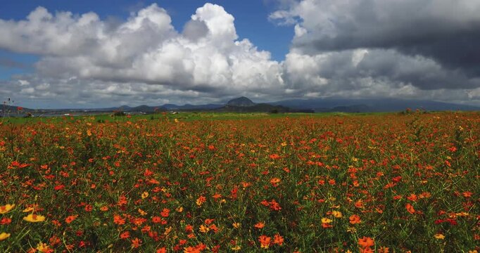 Gapado island, Jeju province, Jeju-do, South Korea, orange cosmos flower field (Cosmos sulphureus) with Sanbangsan mountain on Jeju Olle trail, ferry from Moseulpo port one day trip on a sunny day
