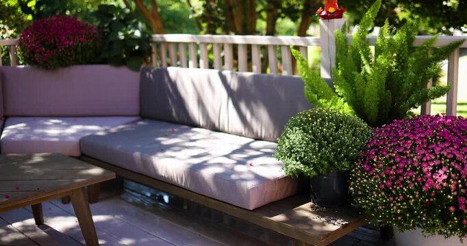 Blooming Pink Chrysanthemums in Pot on Cozy Garden Terrace with Outdoor Sofa