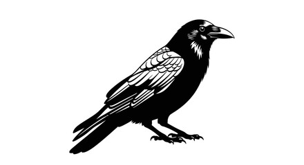 Fototapeta premium Black and white vector illustration of a crow or raven bird isolated on a white background.