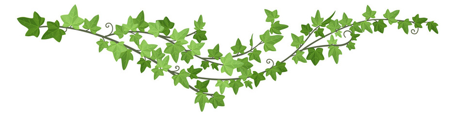Fototapeta premium Liana green border. Decorative ivy horizontal divider