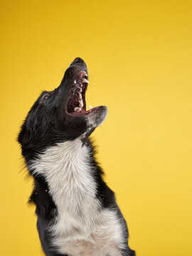 A black and white Border Collie tilts its head upward with its mouth open, appearing eager and curious. The bright yellow background adds vibrance and contrast to the image.