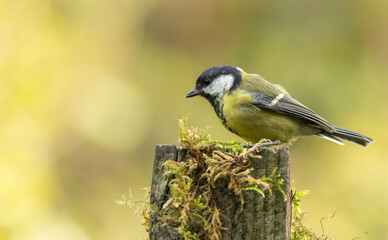 Great Tit Perched On Mossy Stump In Soft Forest Light — Yellow Green Songbird Close-Up © © Raymond Orton