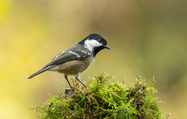Obraz premium Coal Tit Bird Perched On Mossy Log In Soft Autumn Light – Forest Wildlife Portrait