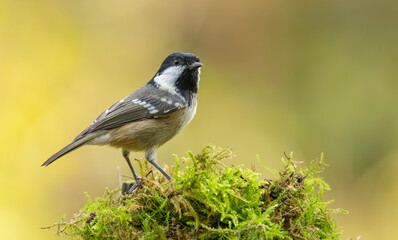 Coal Tit Bird Perched On Mossy Log In Soft Autumn Light – Forest Wildlife Portrait © © Raymond Orton