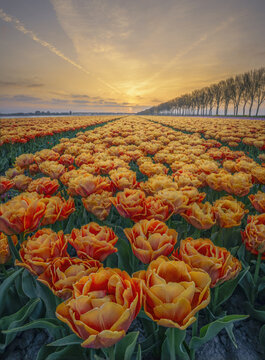 Aerial view of vibrant orange tulip fields stretching towards the horizon under a soft golden sunset sky in Middenbeemster, North Holland, Netherlands.