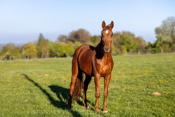 Pferd auf der Wiese  © Eugen