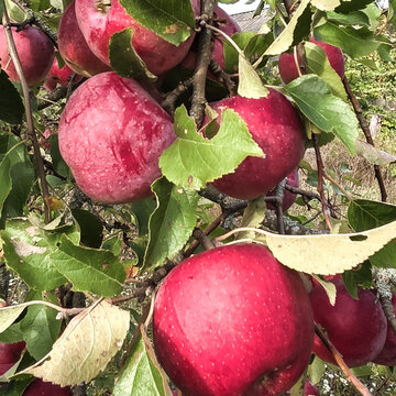 Fruit on apple tree branches.
A beautiful combination of colors in the garden.
