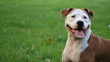 Happy American Pitbull Terrier dog smiling with tongue out in a park © Nastya