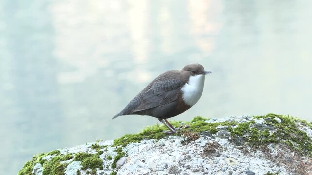 Dipper (Cinclus cinclus) in its natural mountain stream habitat in the Italian Alps
