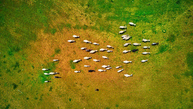 Aerial view of a herd of cattle grazing in a pasture in Igbona, Osun, Nigeria.