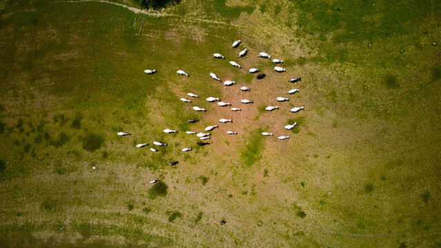 Aerial view of a herd of cattle grazing in a green pasture in Igbona, Osun, Nigeria.