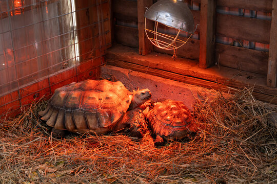 Huge tortoises relaxing beneath infrared heat lamps inside a zoo habitat, highlighting reptile care, warmth, conservation, and the importance of a suitable environment