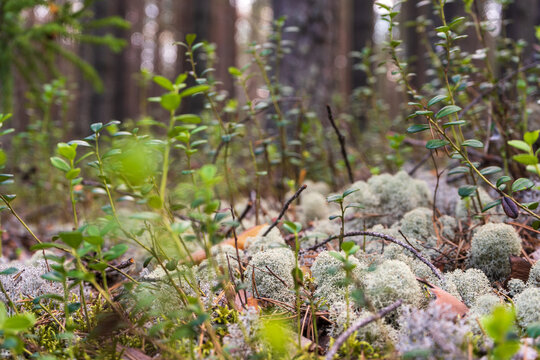 Reindeer lichen growing across natural floor of northern pine forest habitat