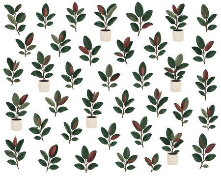 Rubber Plant Illustration Pattern