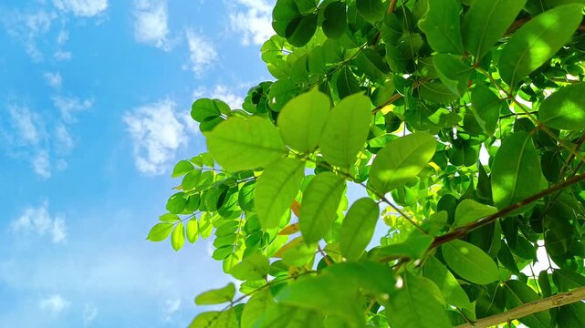 Green jiote tree bursera simaruba leaves and branches reaching into blue sky in Guatemala