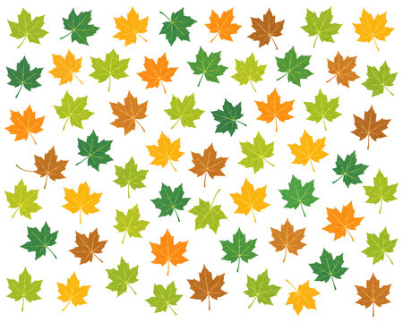 Sycamore Leaf Illustration Pattern