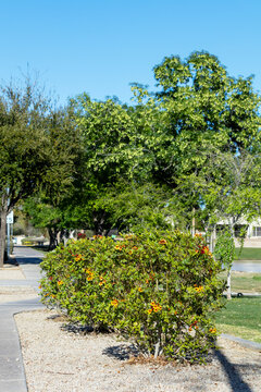Sparky Tecoma Shrub in Xeriscaped City Sidewalks