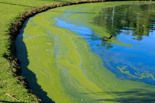 Blooming with Green Algae Lake Water