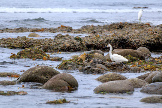 A snowy egret standing on moss-covered rocks on a rocky coastline with waves breaking in the background, Tourmaline Surf Park, San Diego, California