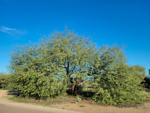 Velvet Mesquite Tree, Prosopis velutina, under a Clear Blue Sky in mid-Autumn