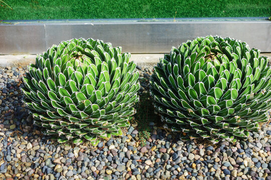 Two round Queen Victoria agave plants growing side by side in a decorative rocky ground garden bed outdoors during daytime, San Diego, CA