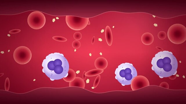 Blood cells flowing through vein with red blood cells and white blood cells, medical background, 2D animation loop